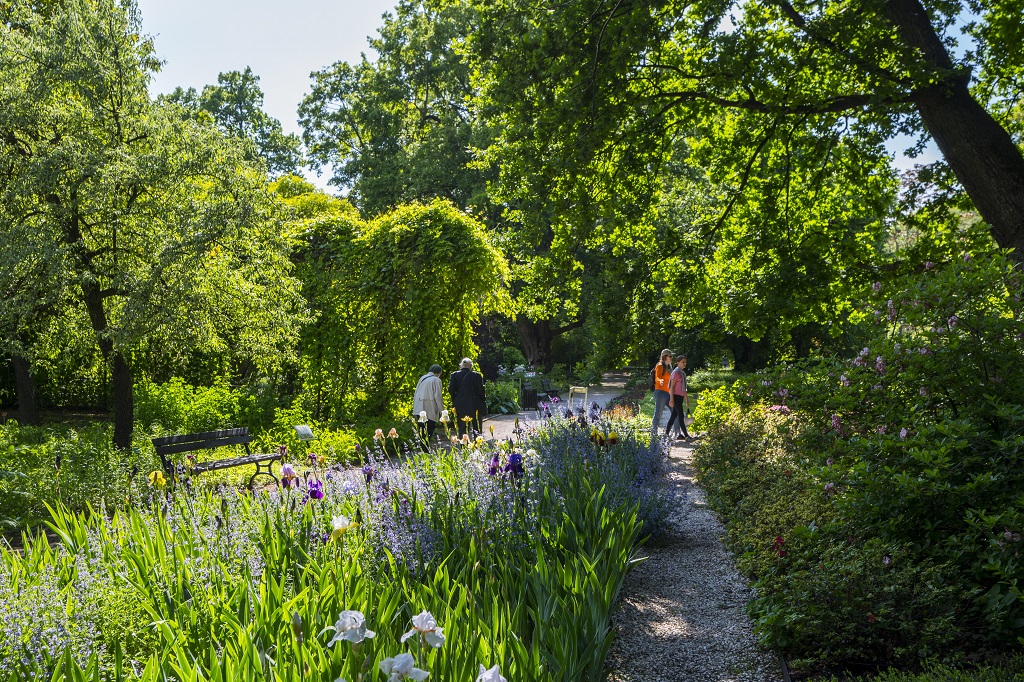 Ogród Botaniczny Uniwersytetu Warszawskiego, ludzie spacerują alejkami wzdłuż kwitnących kwiatów, dookoła drzewa, zieleń, słoneczny dzień, lato.