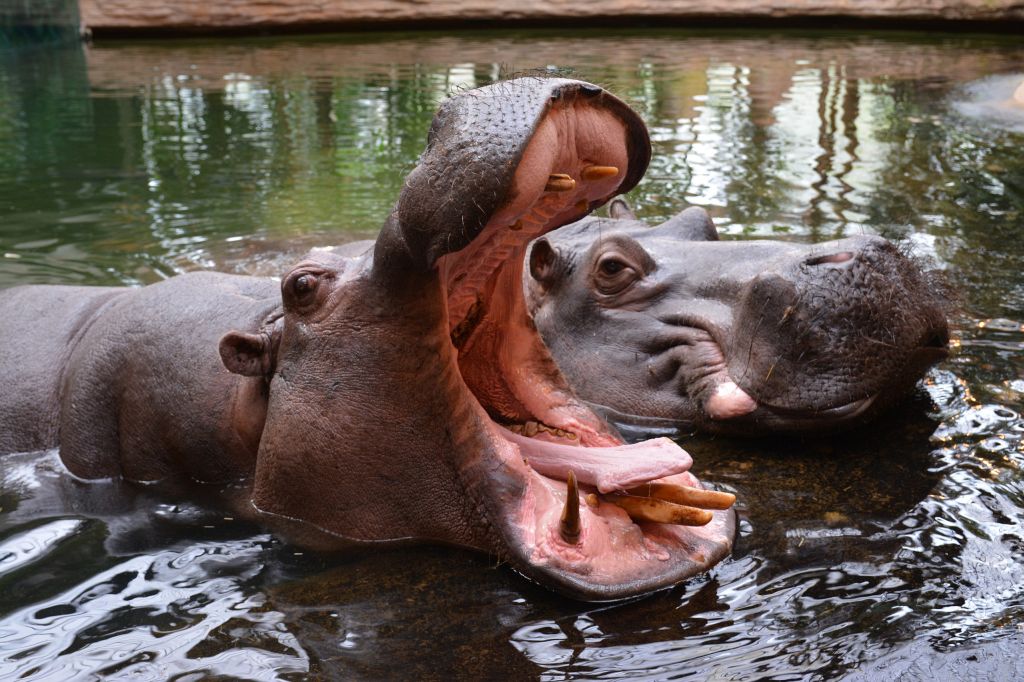Warszawski Ogród Zoologiczny, dwa hipopotamy w wodzie.